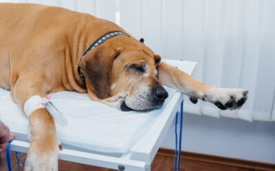 Angina u psa objawy leczenie – na co zwrócić uwagę przy pierwszych symptomach?