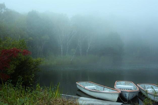 Nebbudd jakie ma działanie i kiedy się go stosuje?