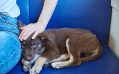 Jak rozpoznać zapalenie tchawicy u psa po objawach?
