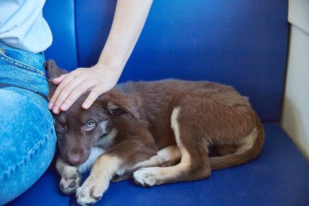 Jak rozpoznać zapalenie tchawicy u psa po objawach?