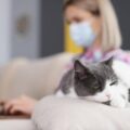 Przeziębienie u kota czym leczyć w domowych warunkach?