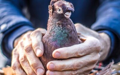 Jak wyleczyć adeno u gołębi?