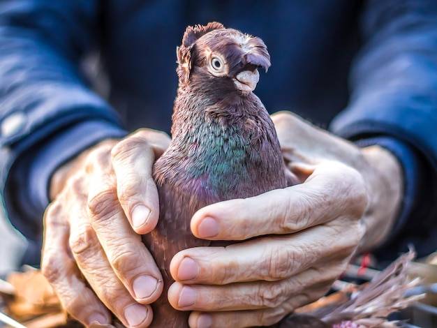 Jak wyleczyć adeno u gołębi?